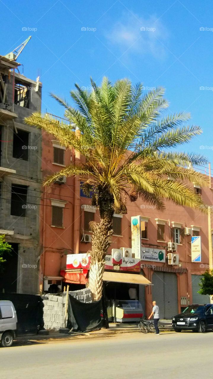 An amazing palm_tree in a street.It makes the street so beautiful..the photo taken in a street in Guelmim in the South of Morocco