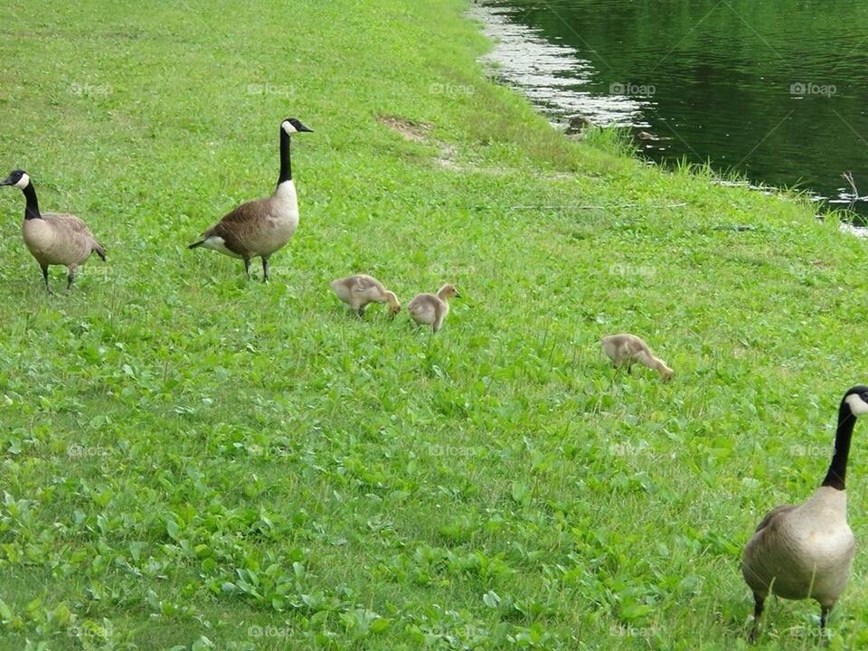 Baby geese