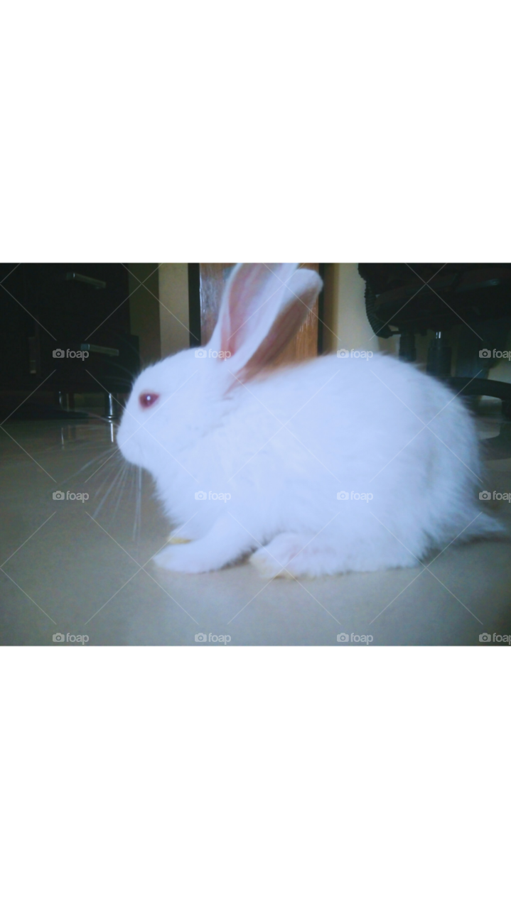 🖤🐰 This is how Cute lil Baby Bunny pose.. 🐇🖤