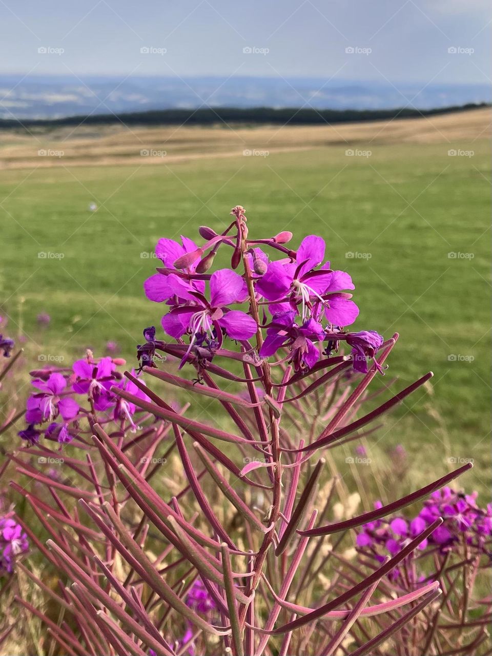 Summer mountains flower