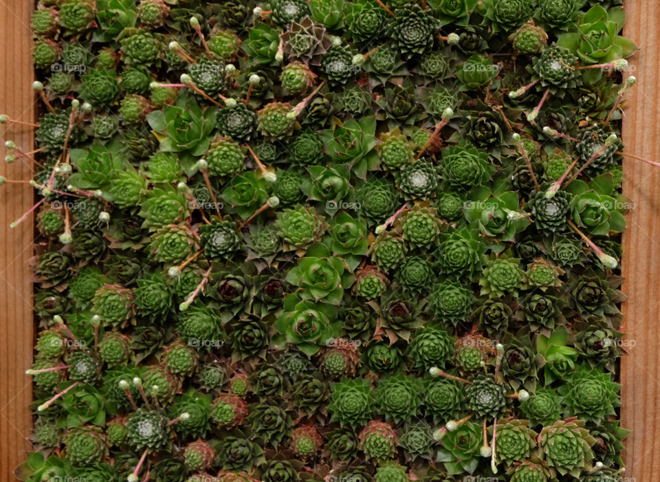 Vertical garden