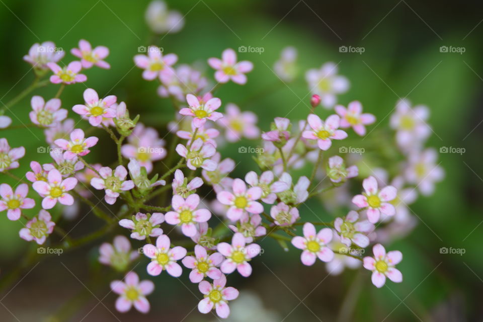 Tiny purple flowers