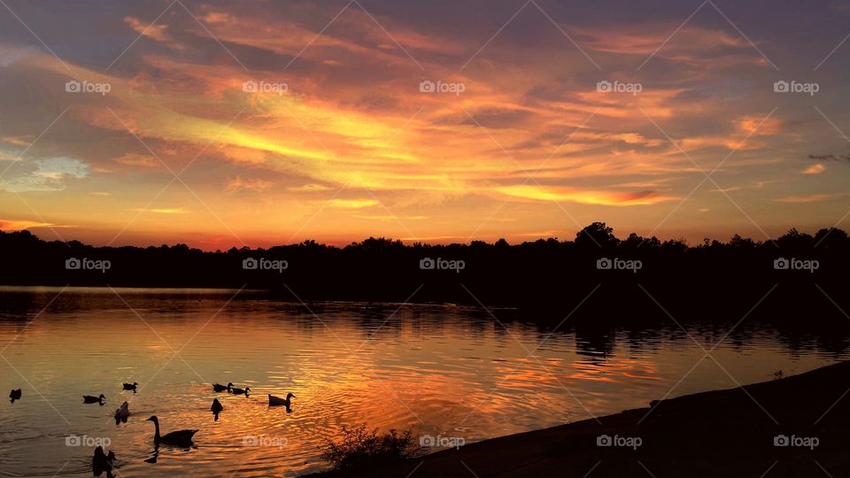 Silhouette of birds during sunset