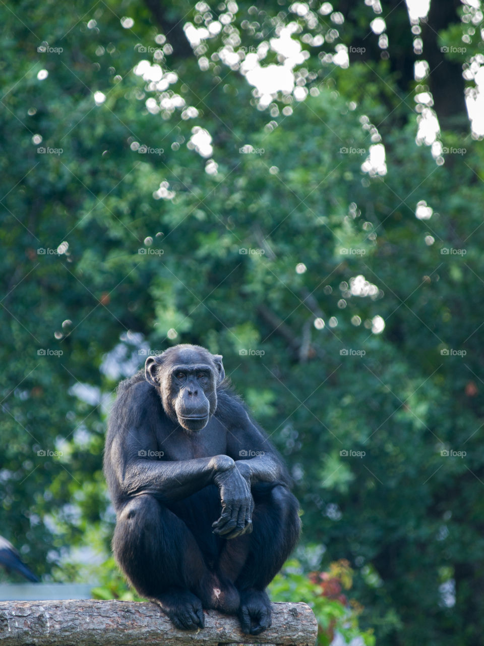 thinking chimpanzee