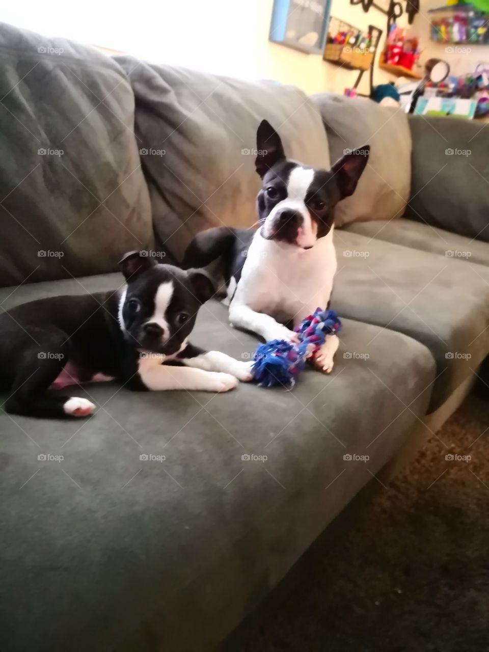 ace and bozo the Boston Terrier besties just felt on the couch checking out their new toy and playing tug a war on and off.