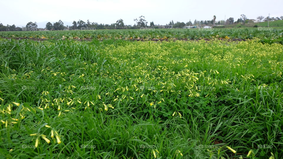 Green countryside in spring