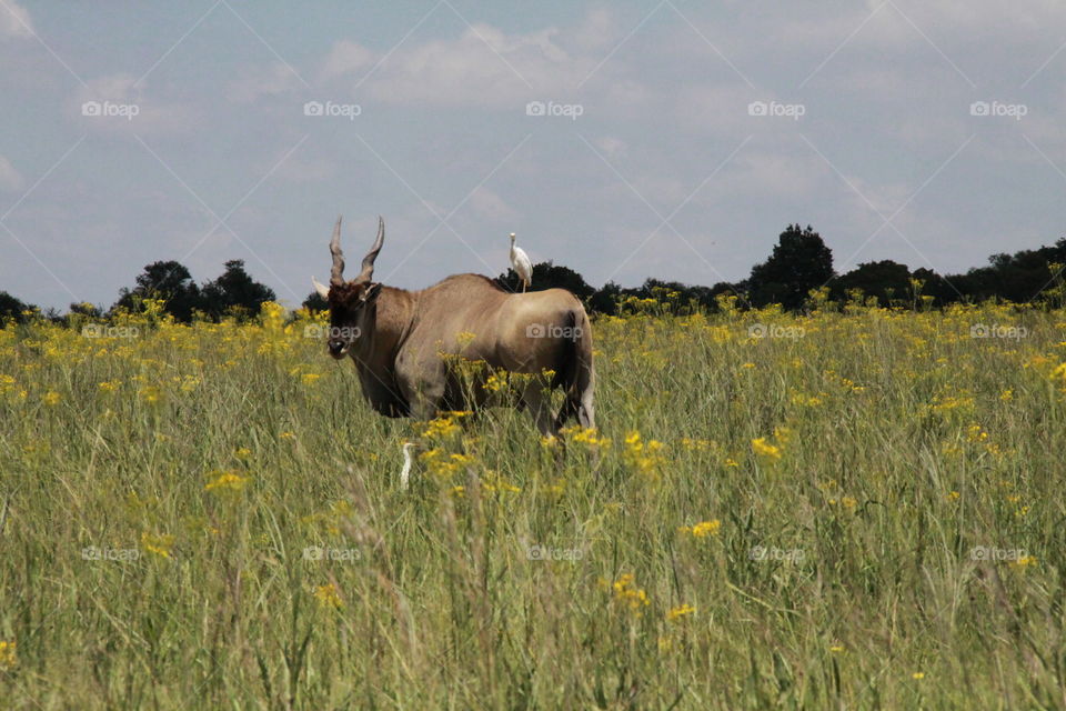 Eland with friend