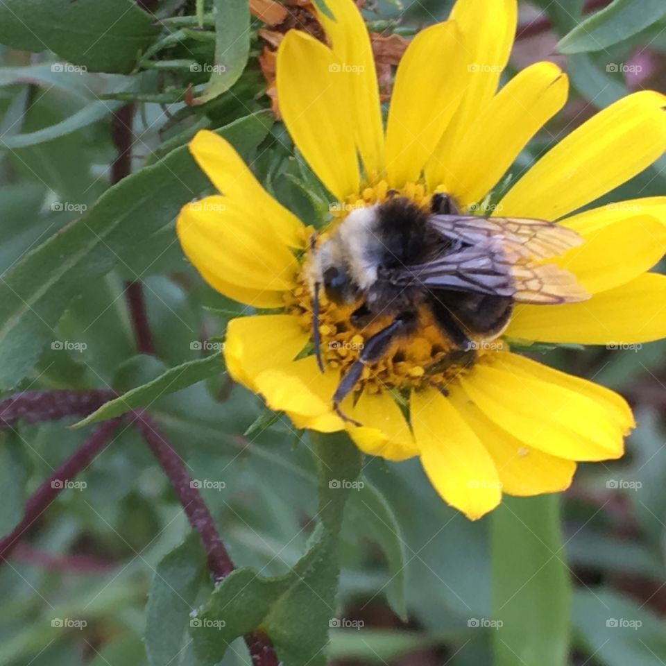 Bee on yellow flower.