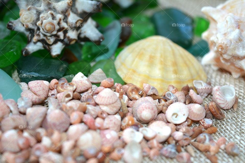 Shell, Seashell, Nature, Desktop, Sea