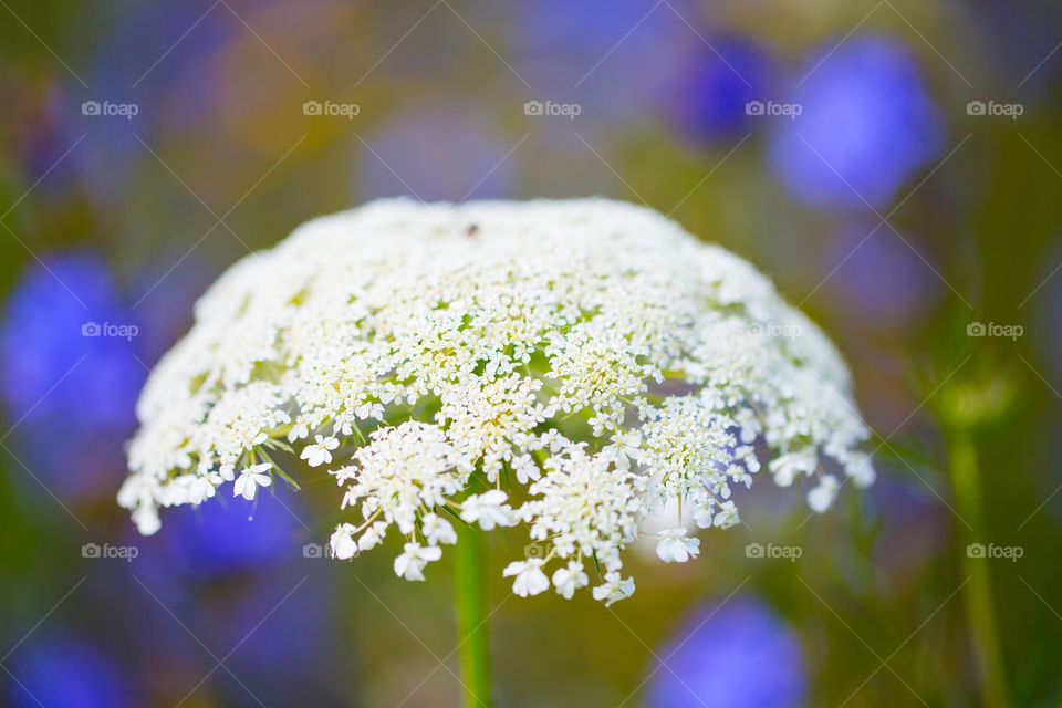 White Flower, wild Flower, Bokeh
