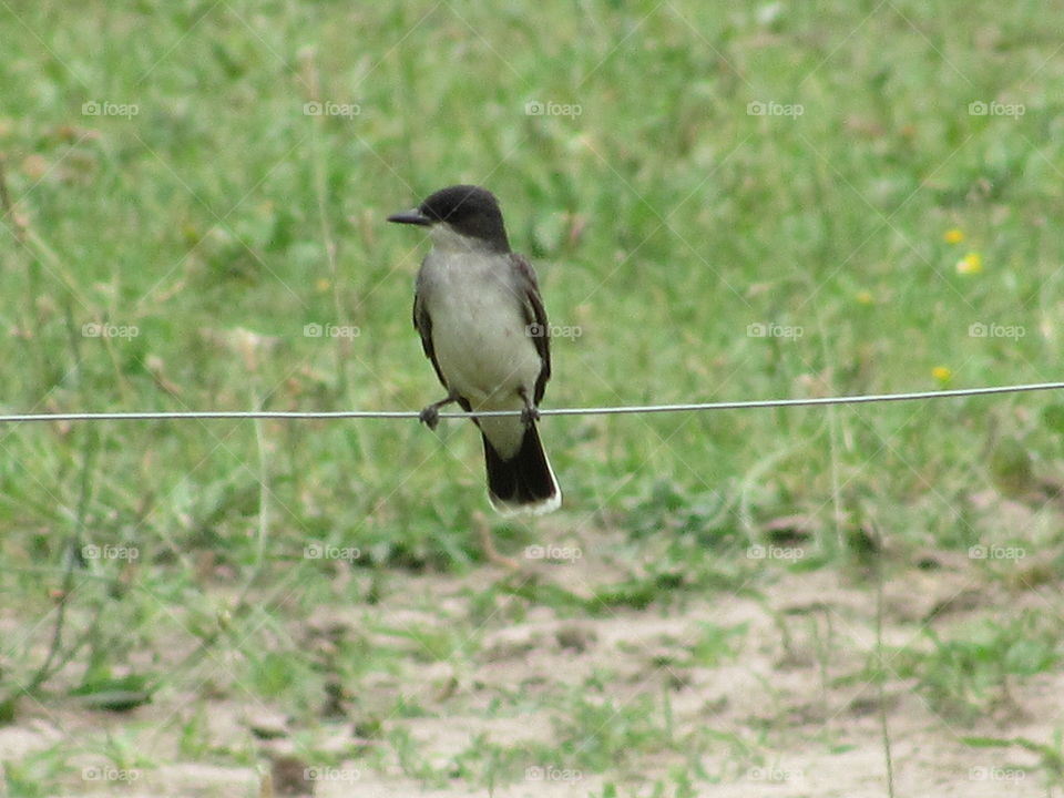 Bird, Wildlife, Animal, Nature, Grass