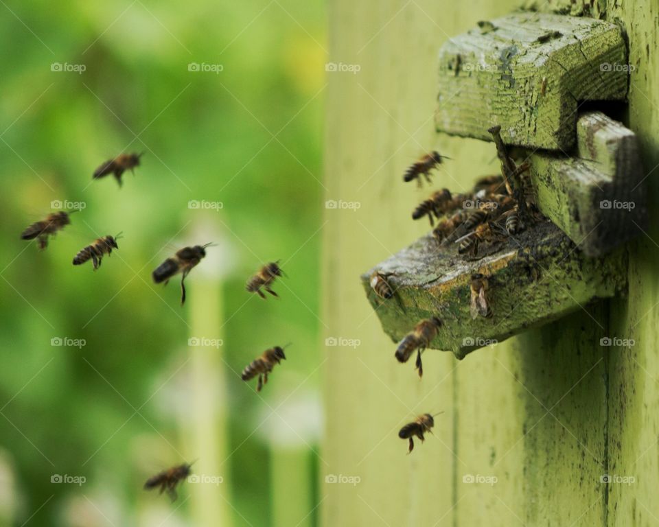 bees returning to the hive