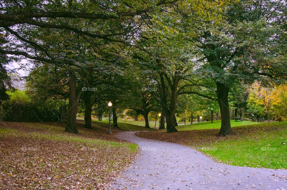 A leading path into the city park in the beginning of autumn 