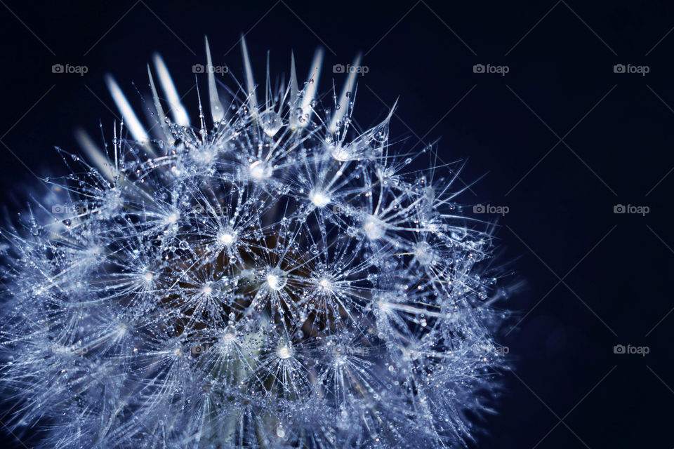 Water drops on dandelion flower