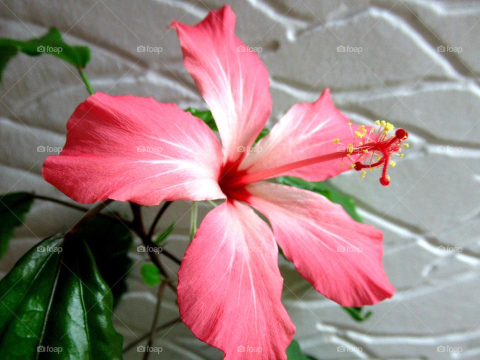 hibiscus, Chinese rose, grows and blooms at home
