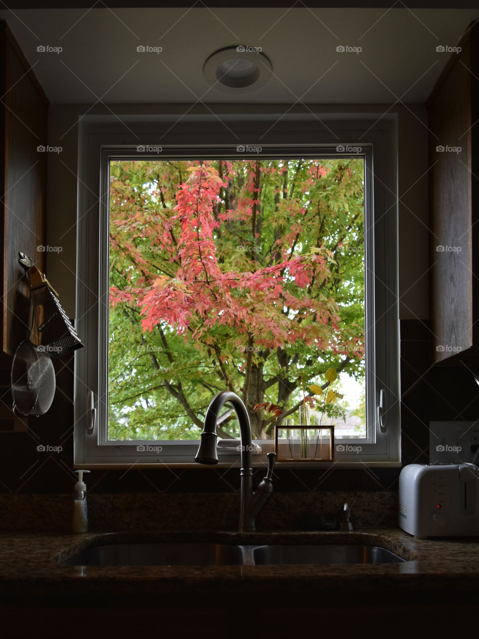 Red leaves of maple tree in kitchen window 