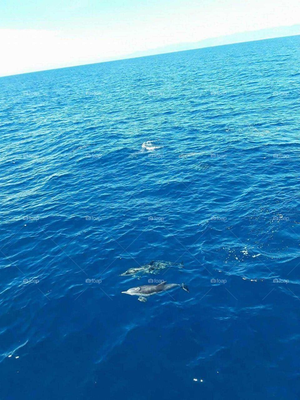 Delfines maravillosos en el mar de Italia