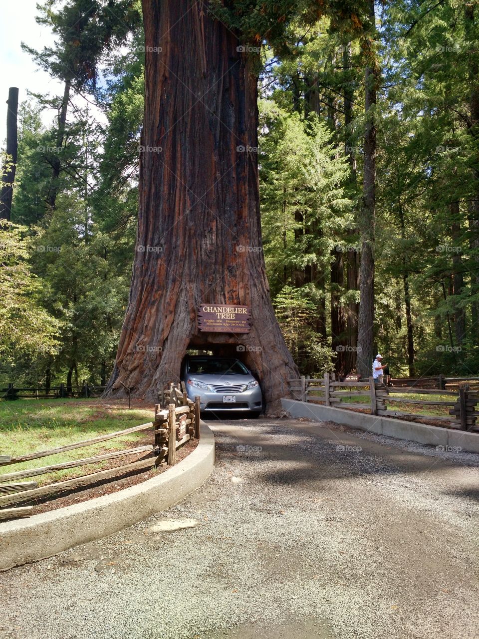 Drive Thru Tree. Leggett, CA.