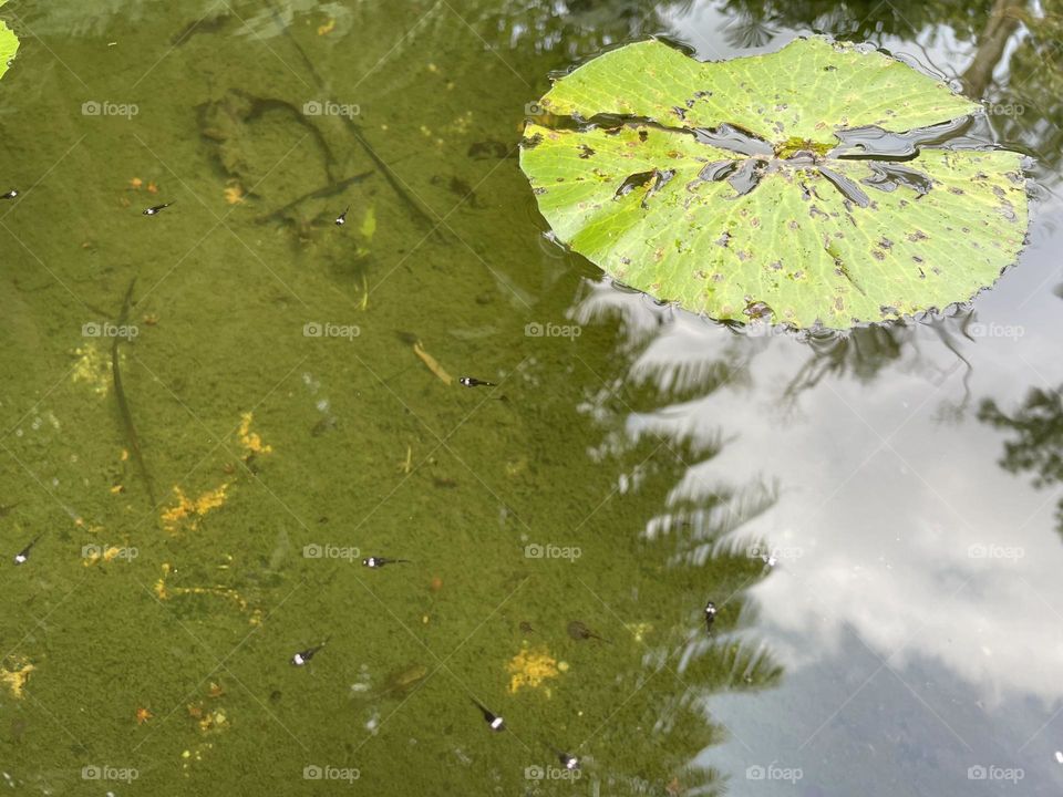 A reflection of skylight, trees and clouds in the quiet corner of the little pond in our Secret Garden. The water remains still, clear, calm and unperturbed despite the stirrings caused by an accidental visitor.