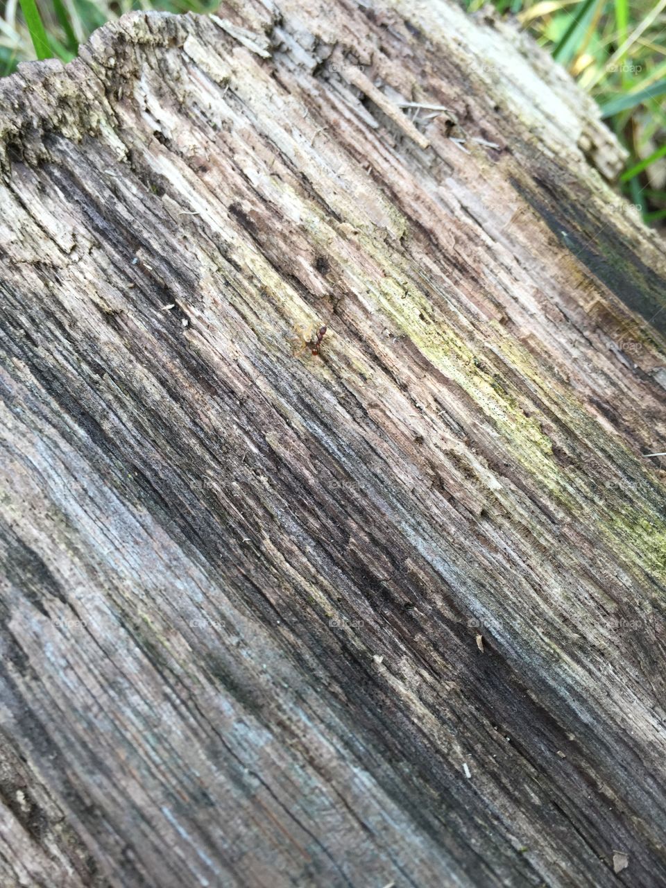 Log wood grain pattern