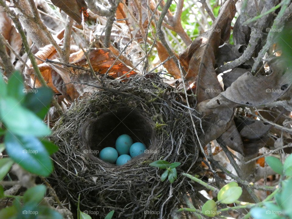 nest, eggs, nature