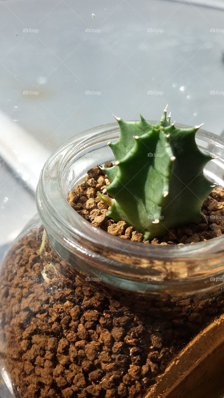 Cactus. cactus in bottle