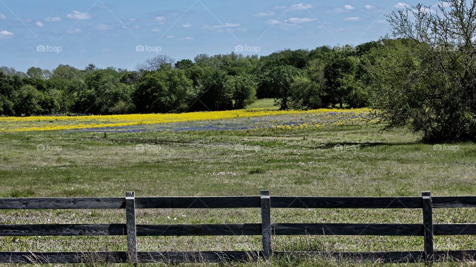 Springtime in Texas