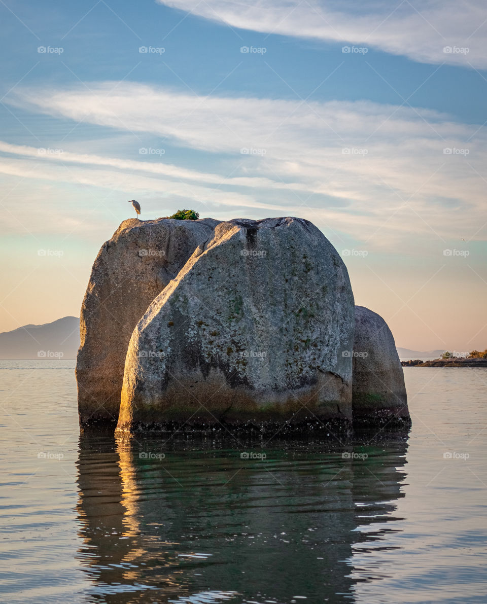 Bird rest quietly on a rock at sunset