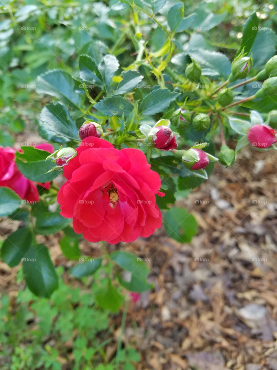 wild rose