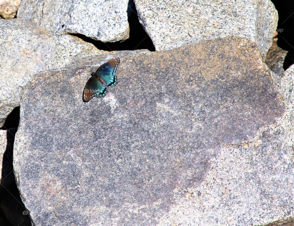 resting  butterfly on boulder.