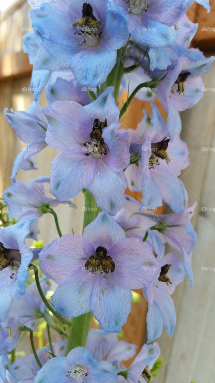 my delphinium 2015. comes back and tried to take over