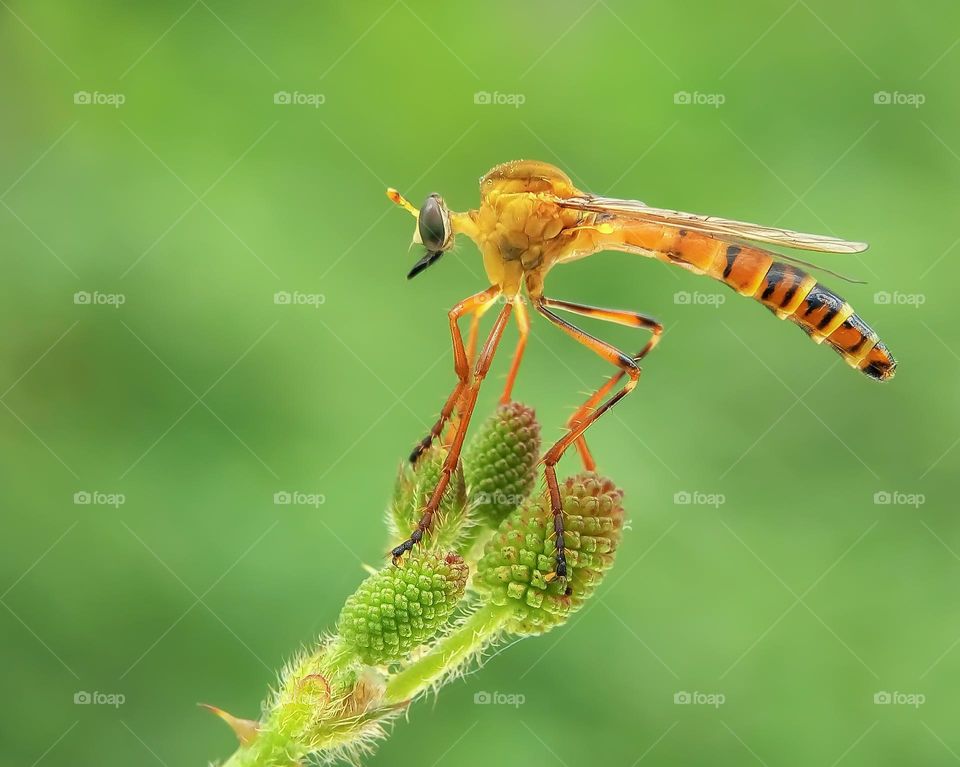 diogmites on top of flower