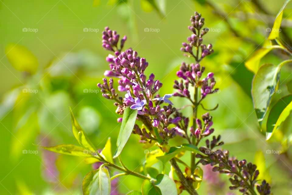 Beautiful purple wildflowers in bloom