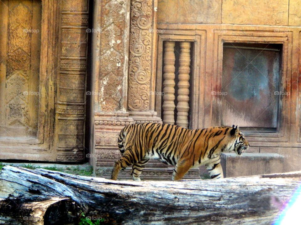 Tiger  in zoo
