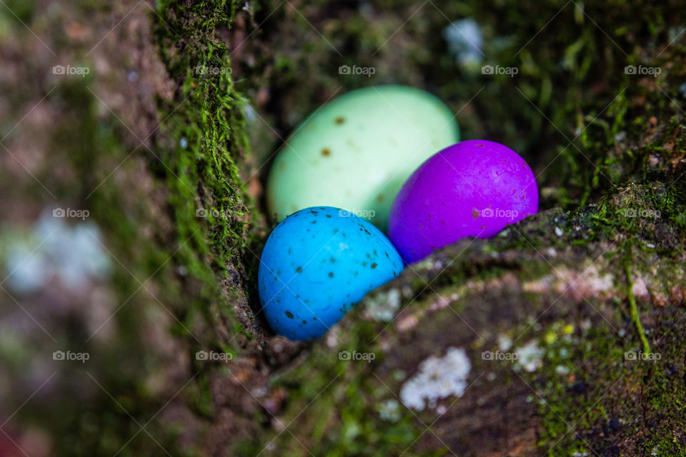 colorful easter eggs hidden in a tree