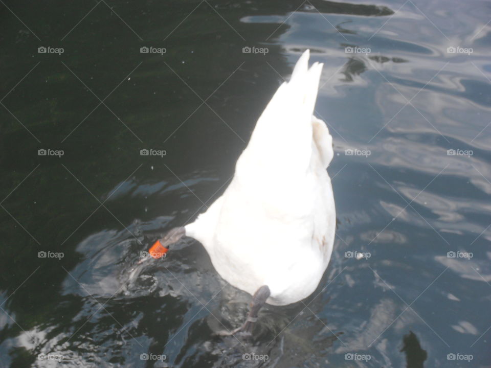 Diving Swan