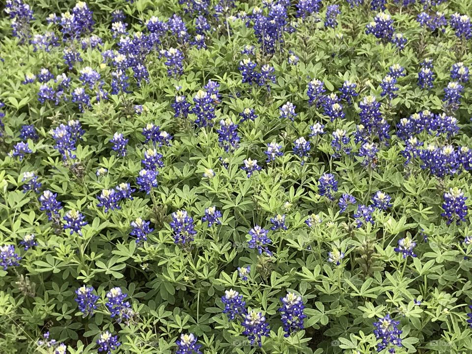 Texas Bluebonnets
