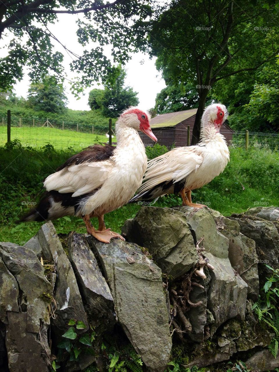 ireland wall ducks duck by darrdav