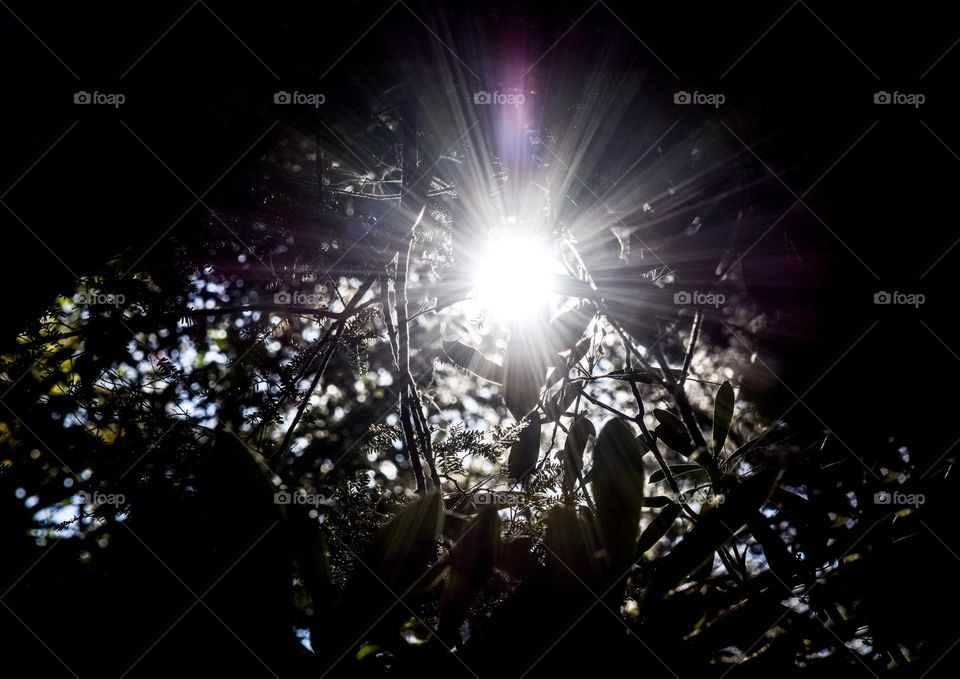 Light Shining Through