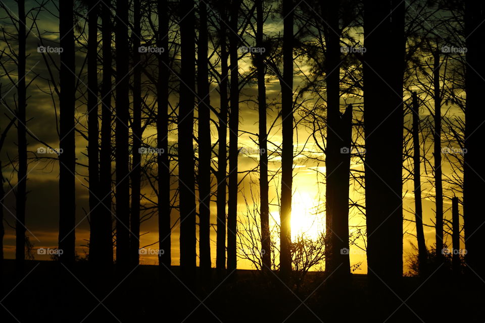 forest at sunrise