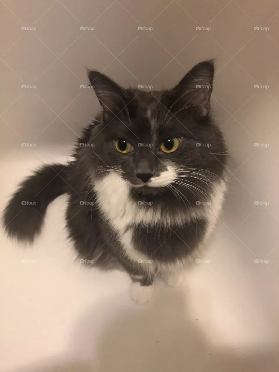 Cat in the bath
