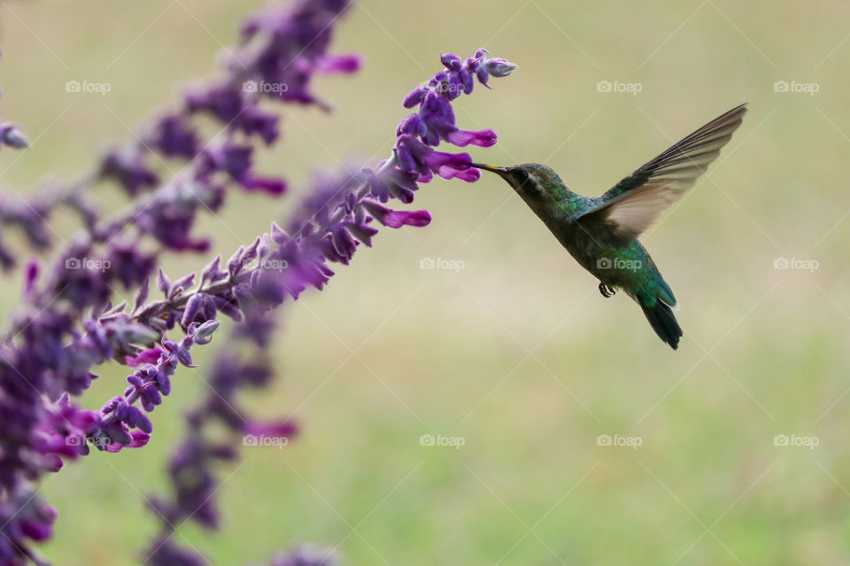 picaflor comiendo néctar de una flor púrpura