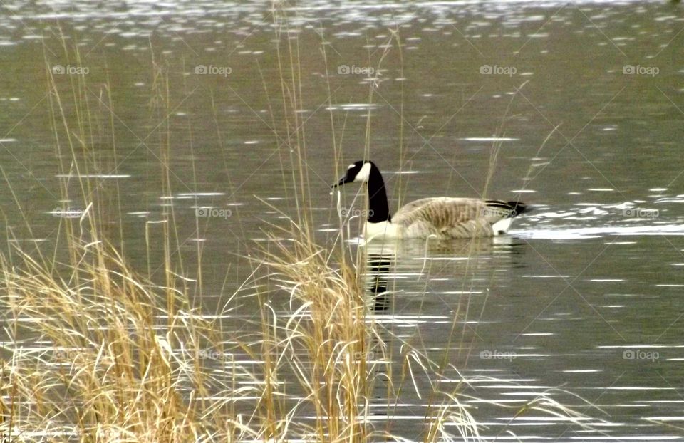 Geese on the pond