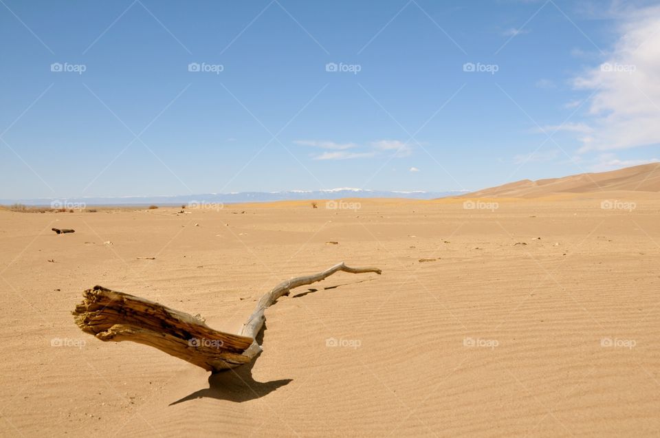 Wood in the sand desert