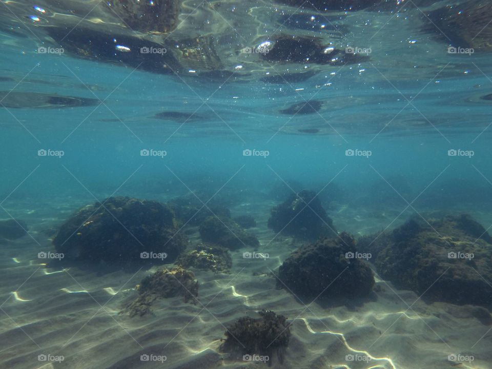 sea wildlife under surface. underwater photo of a shallow sea world below the surface