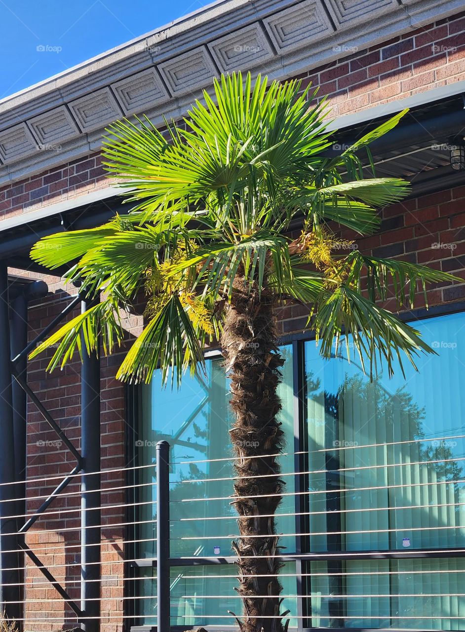 bright green palm tree outside of blue office building windows in Suburban Oregon