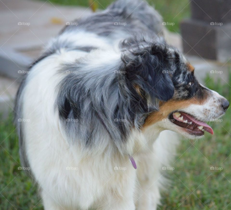 Shepherd dog sticking out tongue