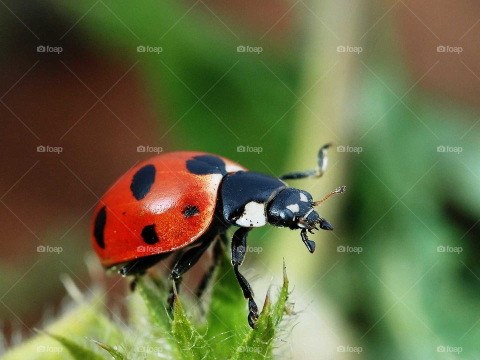 Sweet 'Close up ladybird' 😍
How many stars for her??