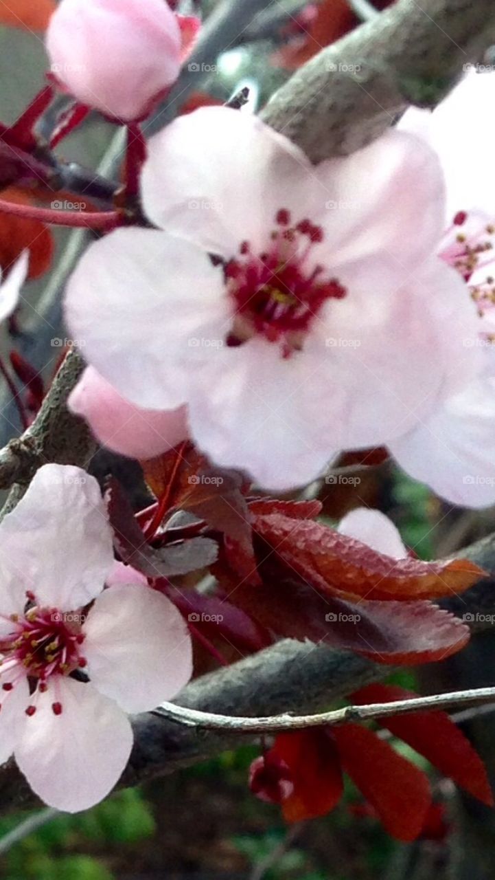 Cherry  Blossom