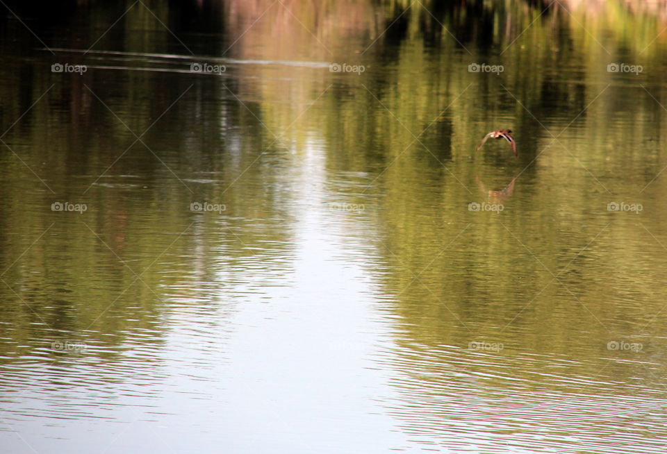 bird and trees reflection intorno the water